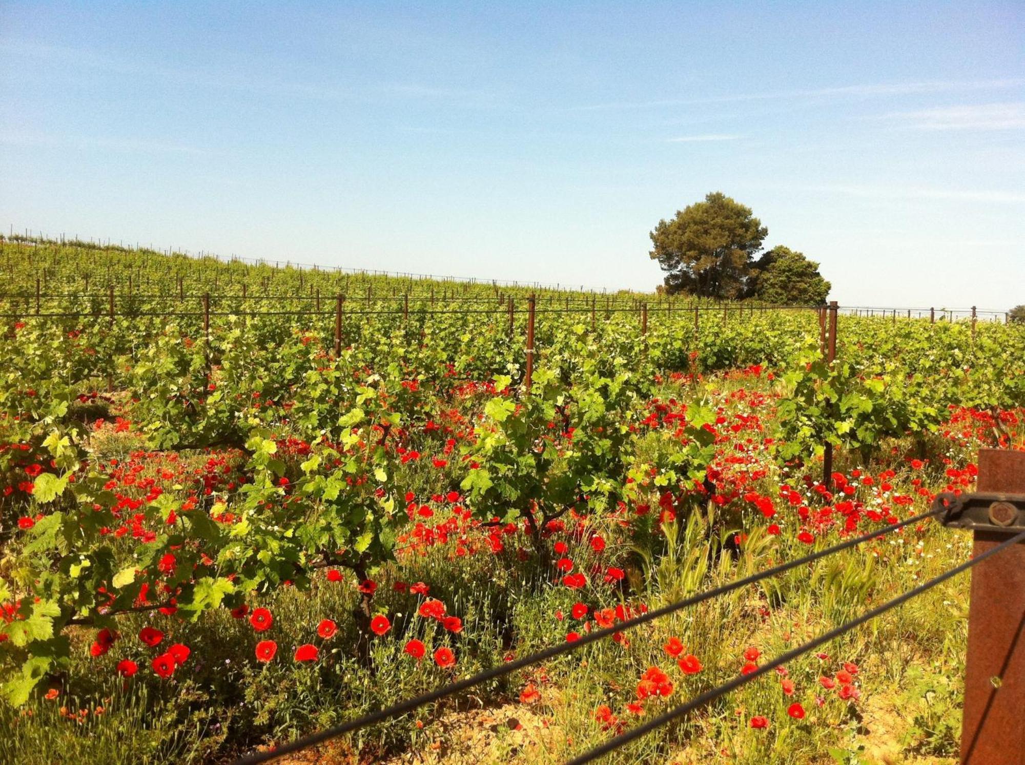 Maison De Margot Peyriac-Minervois Eksteriør bilde